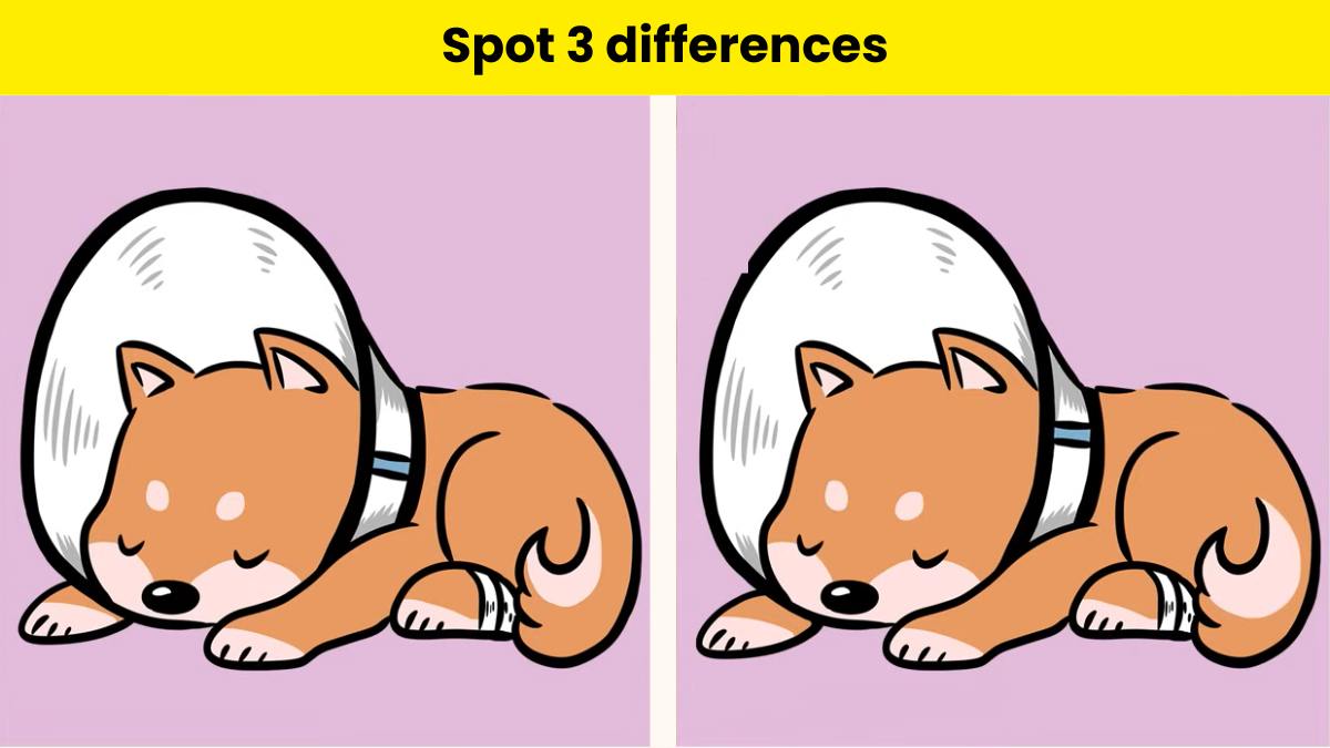 You have hawk eyes if you can spot 3 differences between the two sleeping dog pictures within 6 seconds. 