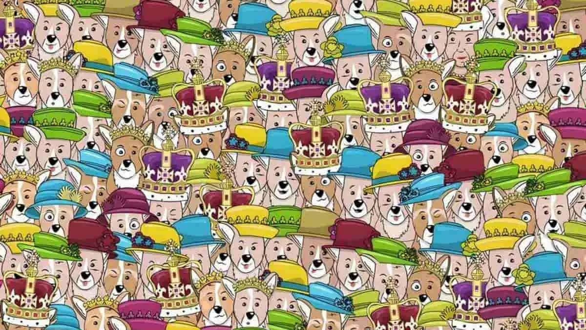 Find queen hidden among corgis