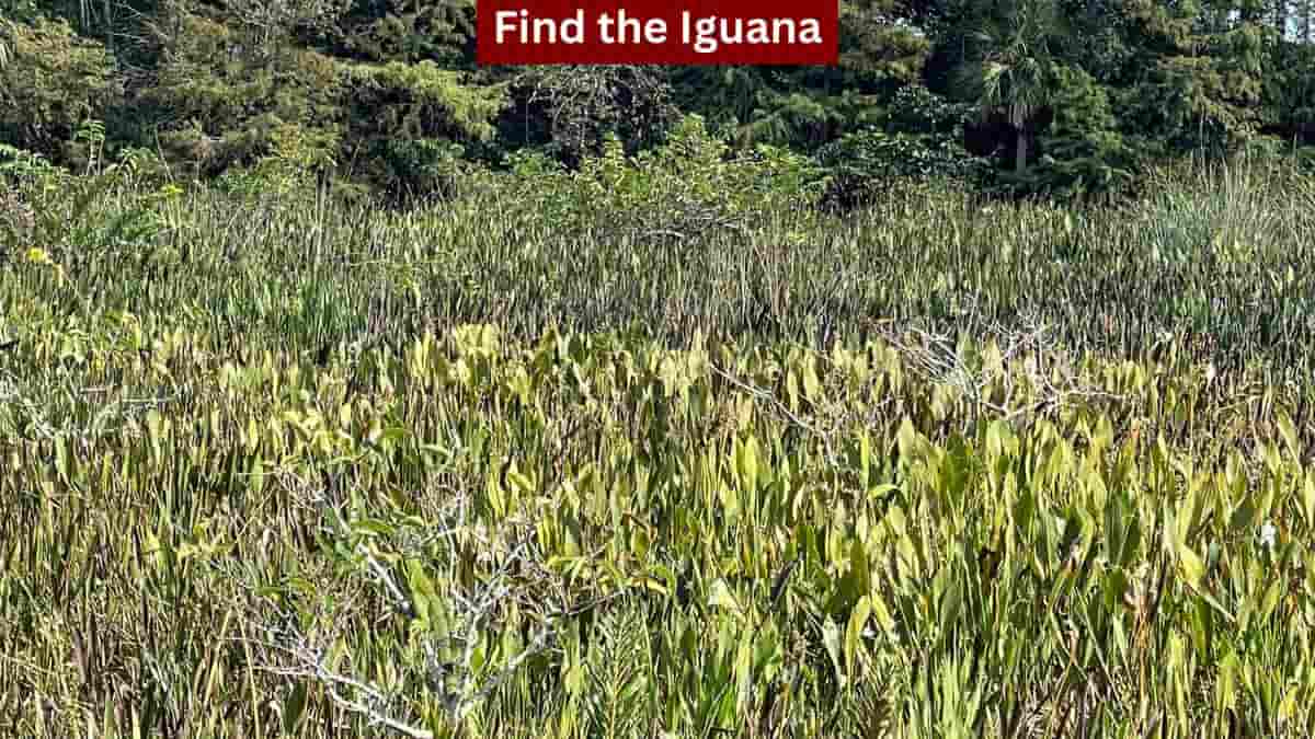 You have super observant eyes if you can spot the iguana in the forest in 9 seconds!