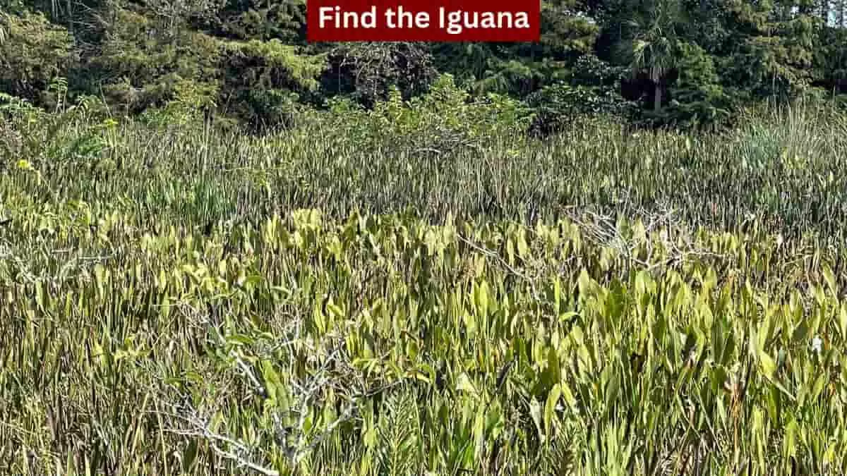 Find the Iguana