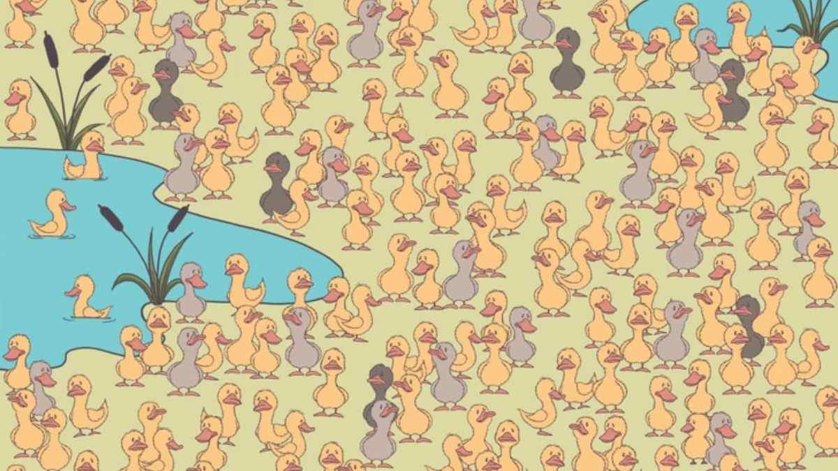 Optical Illusion To Test Your IQ: Only 1% Can Spot The Chick Hidden Among Ducks In the Picture within 7 secs!