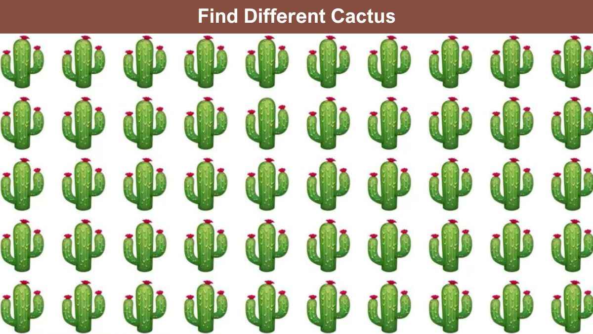 Only the sharpest eyes can spot the different cactus in 5 seconds!