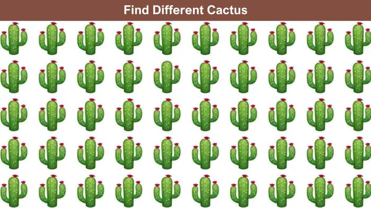 Find the different cactus