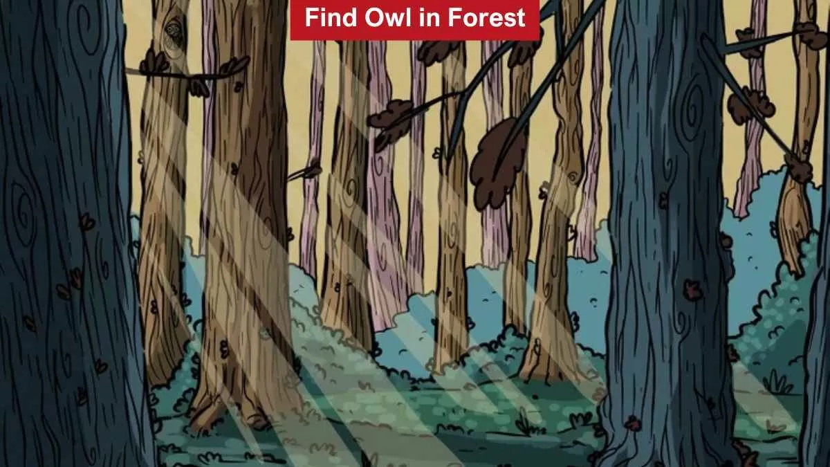 Find owl in the forest