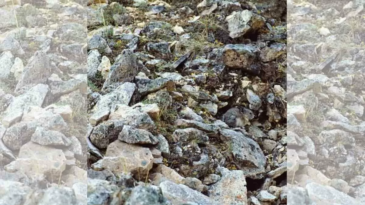 Find Hidden Mammal in 5 Seconds