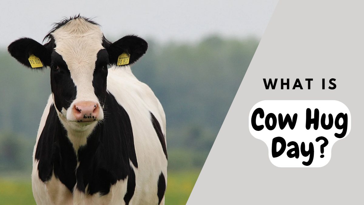 What is Cow Hug Day?