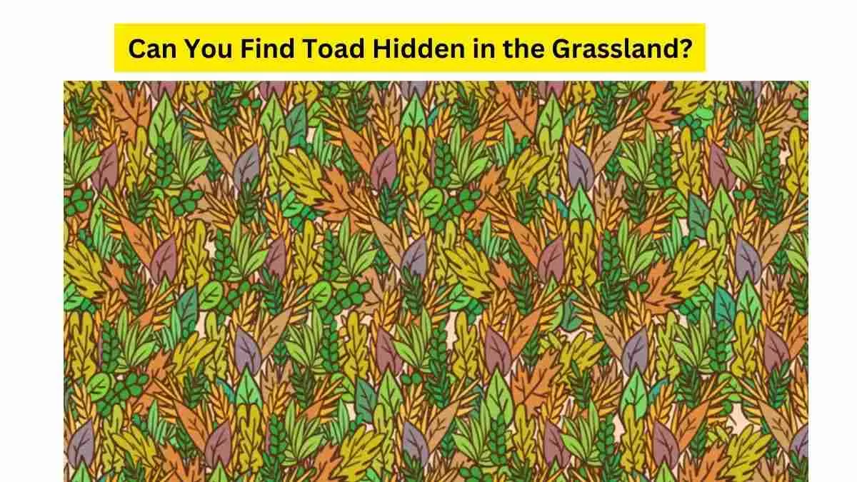 Toad or Frog, Guess what's here in the Grassland.
