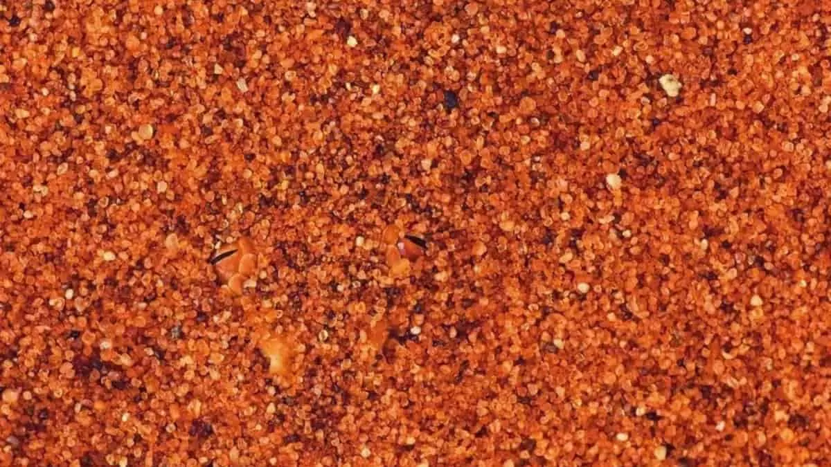 Find Snake in 4 Seconds