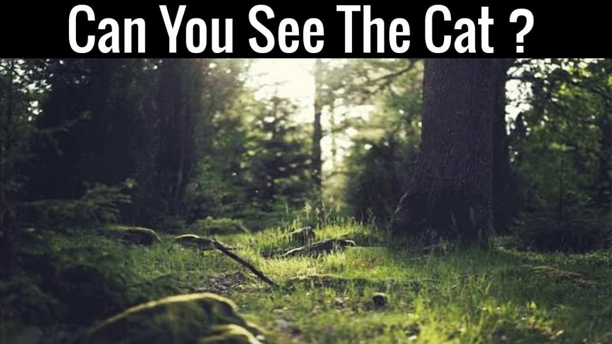 Optical Illusion Challenge: We Bet You Can’t Find The Cat Hidden In The Forest In 5 Seconds!