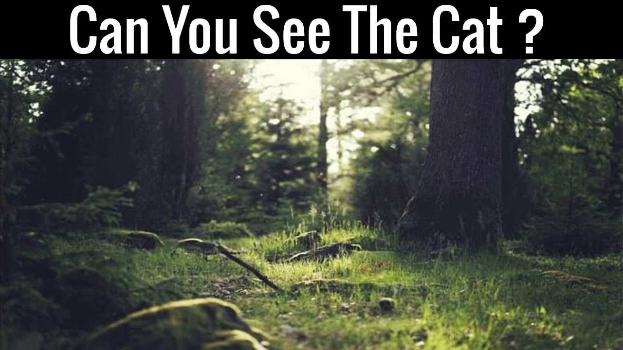 Optical Illusion Challenge We Bet You Can T Find The Cat Hidden In The