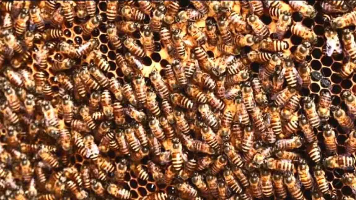 Find the hidden ant!