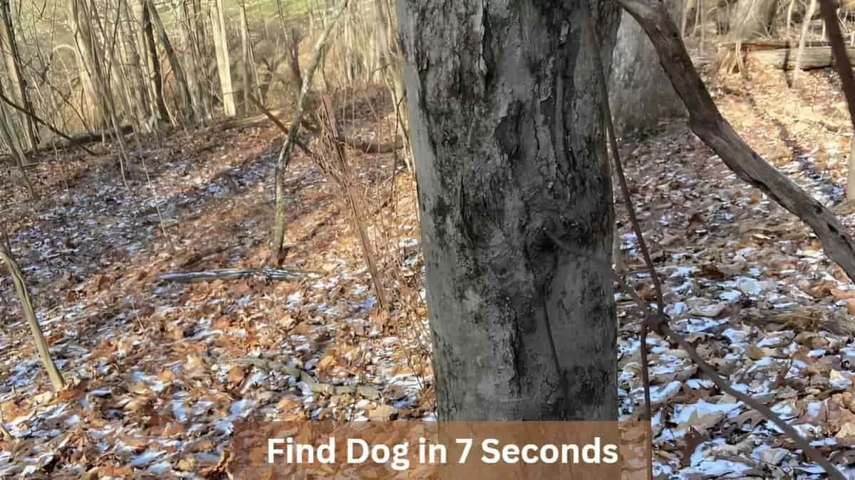 Find Dog in Forest in 7 Seconds