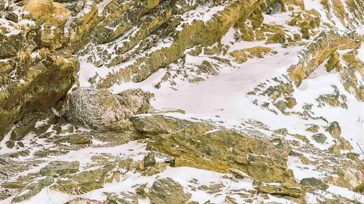 Find Leopard in 5 Seconds
