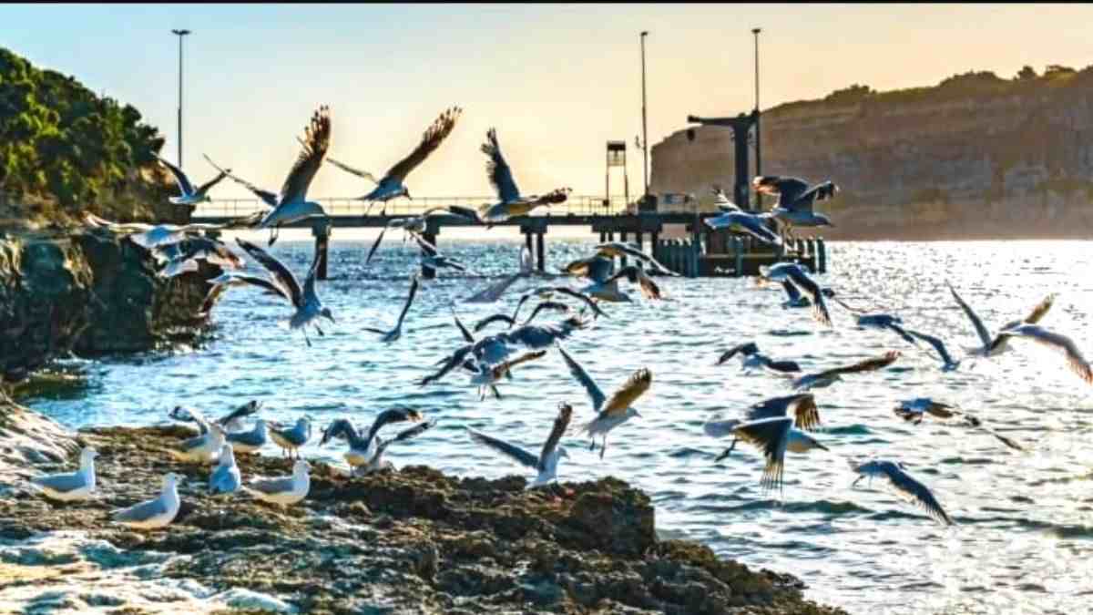 Find the hidden whale!