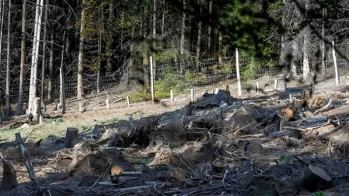 Find Baby Stag in 7 Seconds
