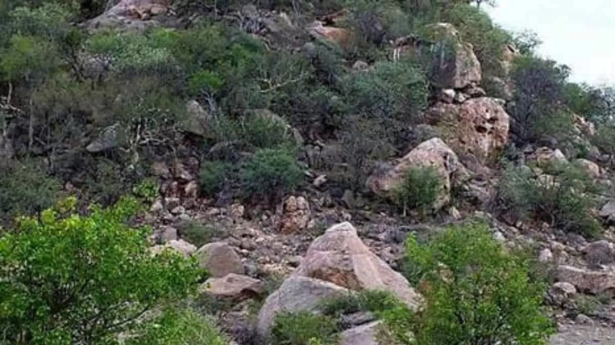 Optical Illusion Challenge- Spot The Hidden Deer 