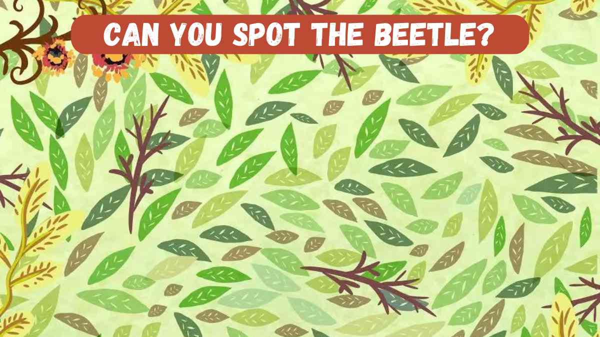 Optical illusion IQ Test- Spot the Beetle
