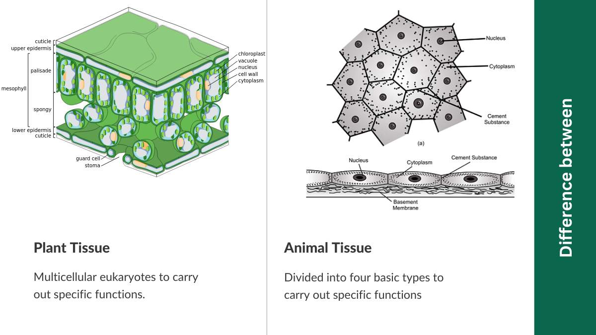 What Is The Difference Between Plant Tissue And Animal Tissue?