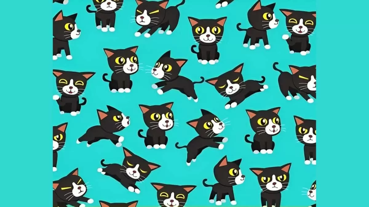 Find 3 Tailless Cats in 6 Seconds