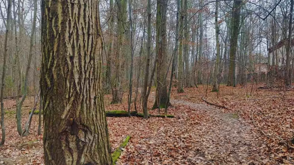 Find Dog in 9 Seconds