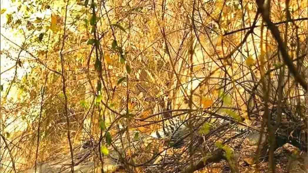Find the hidden tiger!