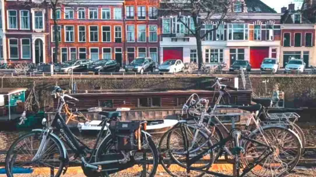 Find the hidden gull!