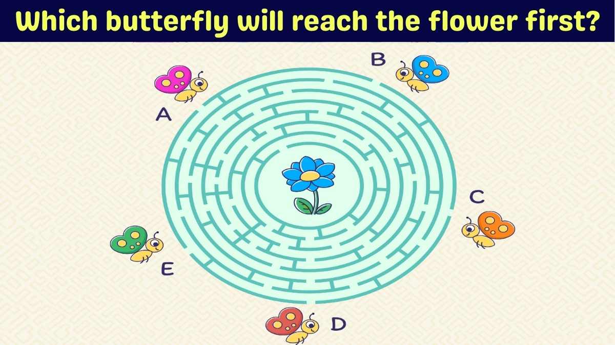 Brain Teaser Challenge: Can You Tell Which Butterfly Will Reach The Flower First In 13 Seconds?