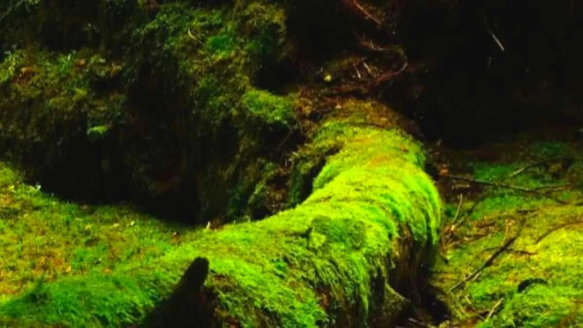 Find the hidden frog!