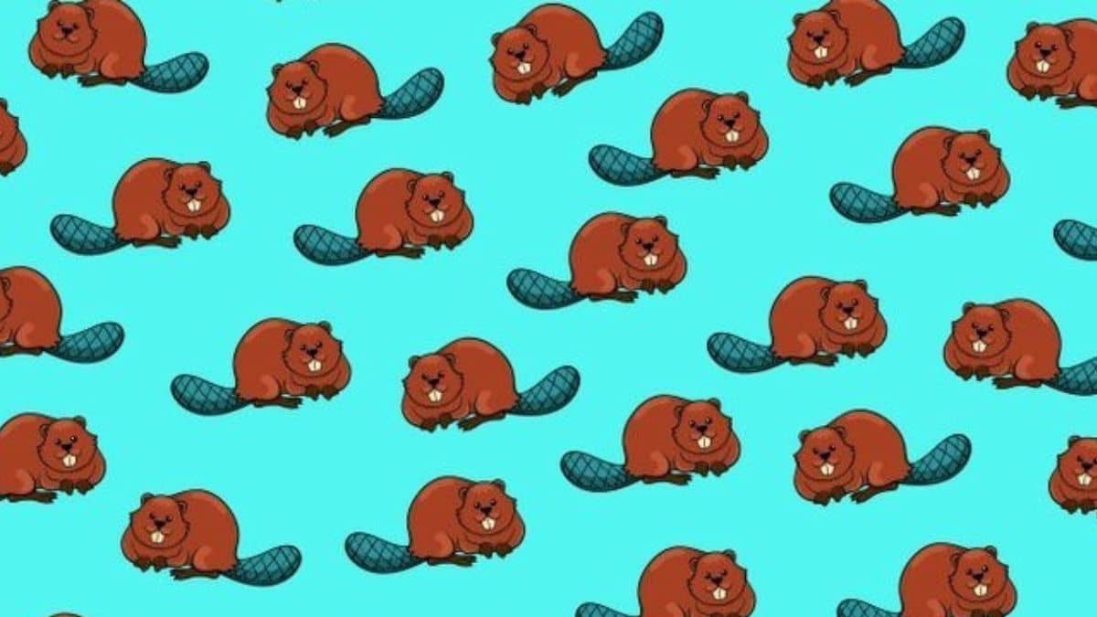 Find Toothless Beaver in 5 Seconds