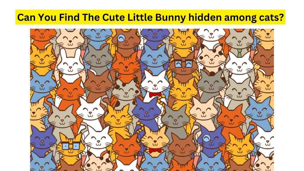 Find the Bunny hidden among the cats.