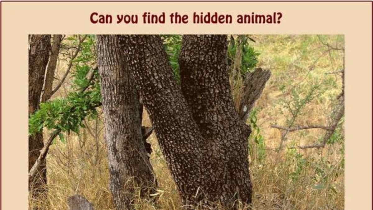 Optical Illusion - Spot the hidden animal in 9 seconds