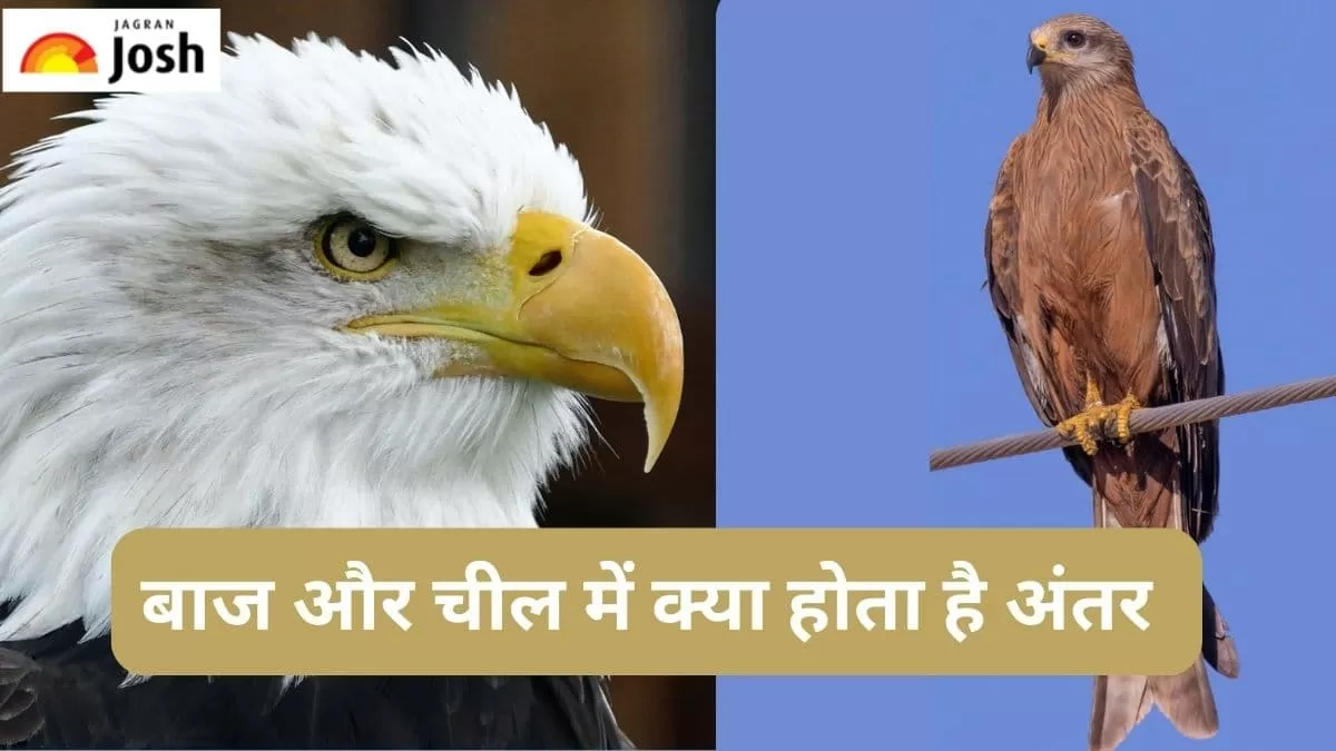 बाज और चील में अंतर 