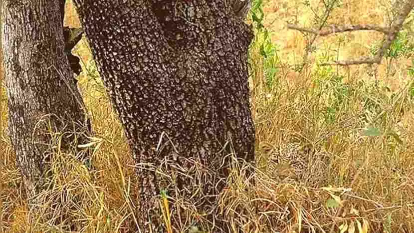 Find the hidden jaguar!