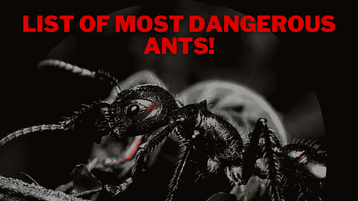 List of Top Ten Most Dangerous Ants in the World