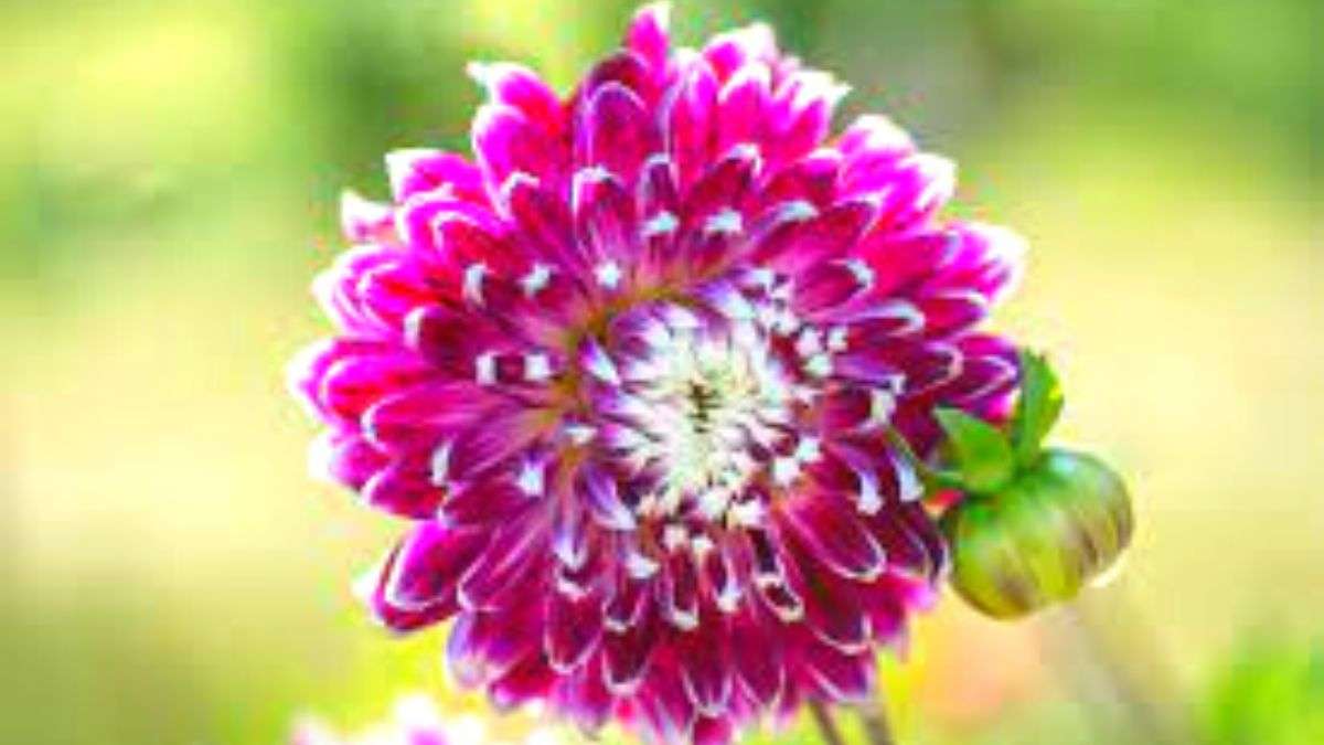 Brain teasers: Can you guess the name of the flower?