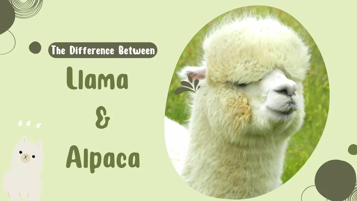 7 Ways To Tell The Difference Between an Alpaca vs Llama