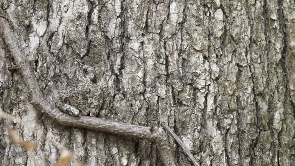 Find Frog in 3 Seconds