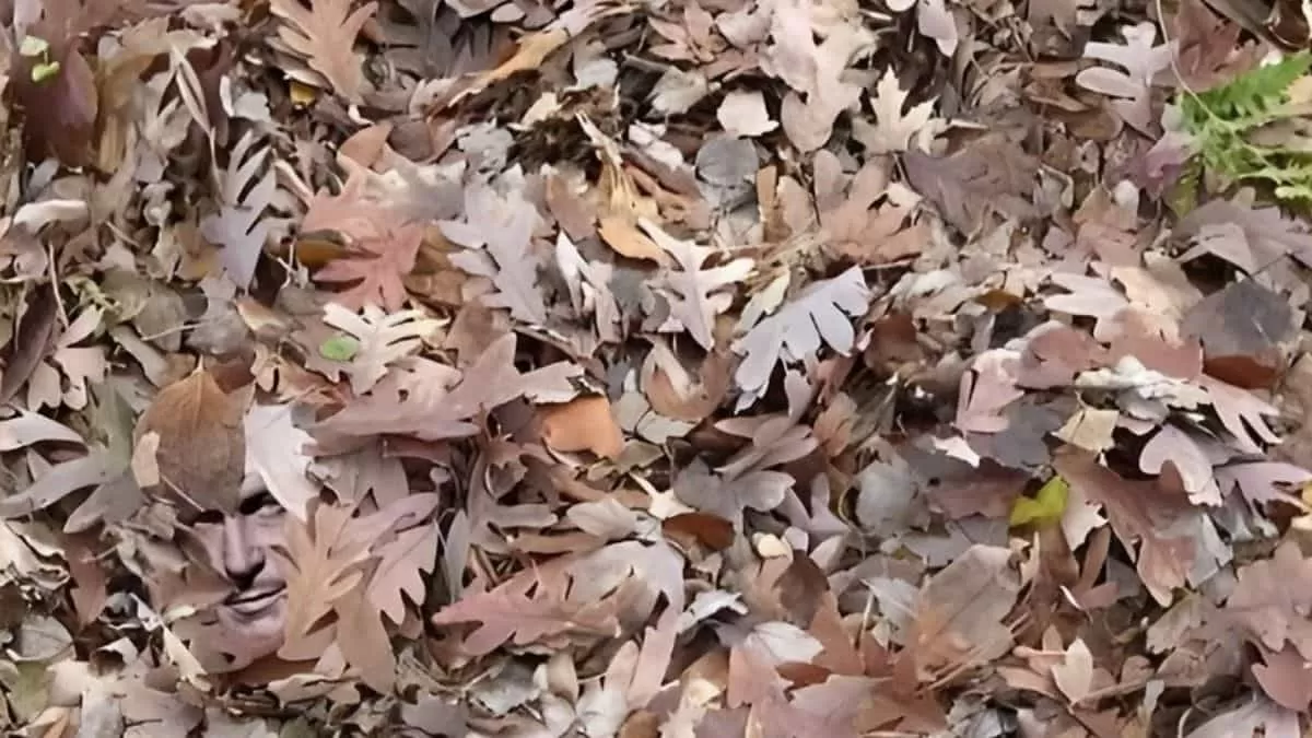 Find Hidden Face in 5 Seconds