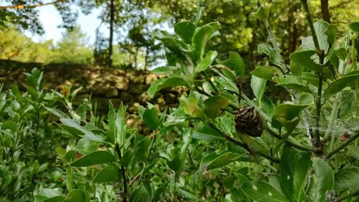 Find Praying Mantis in 6 Seconds
