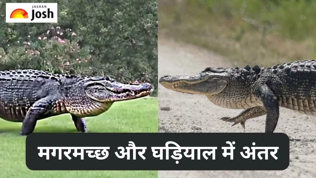 मगरमच्छ और घड़ियाल  में अंतर 