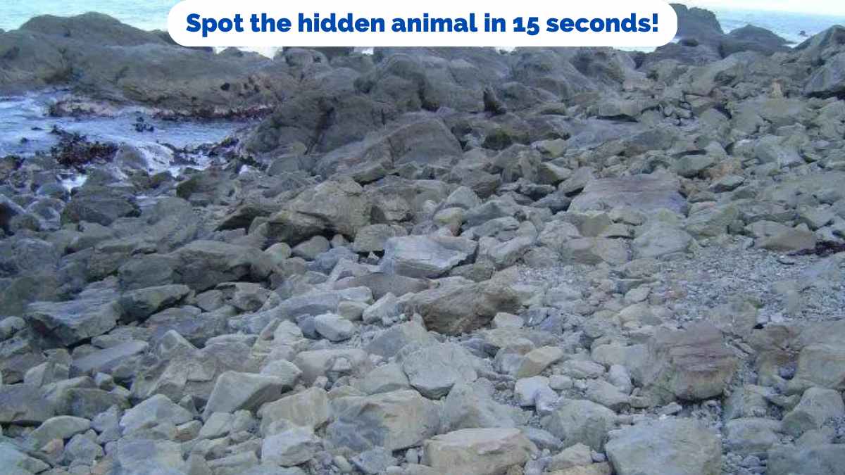 Optical Illusion- Spot the Seal in 15 seconds