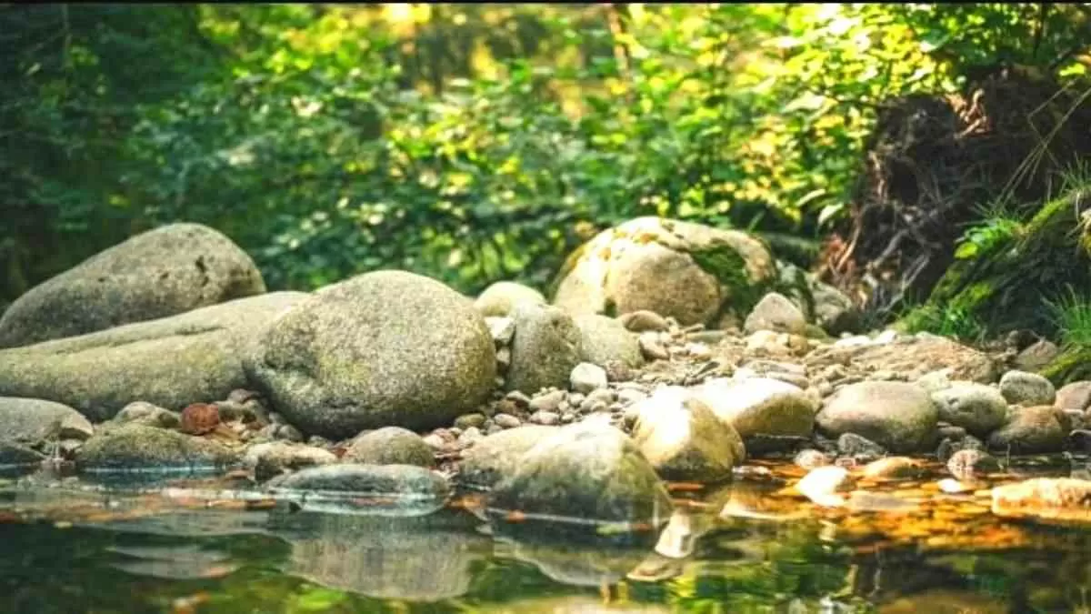 Find the hidden snail!