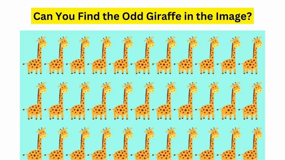 Joey, the Baby Giraffe is Missing!