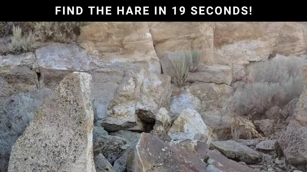Optical Illusion Challenge: Spot The Rabbit in 19 Seconds!