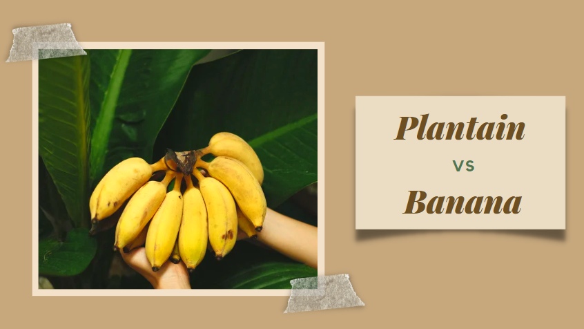 What is the difference between Plantain and Banana?
