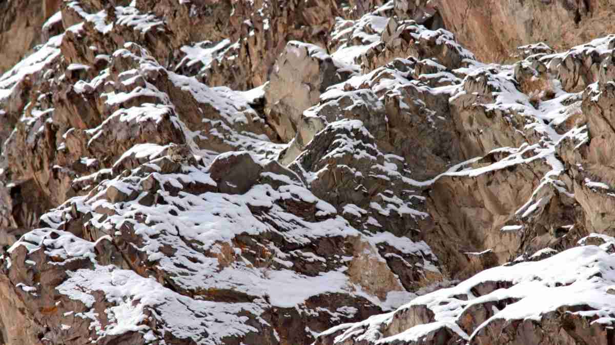 Optical Illusion Challenge: Can you find the Perfectly Camouflaged Snow Leopard in the Mountains in 6 Seconds?
