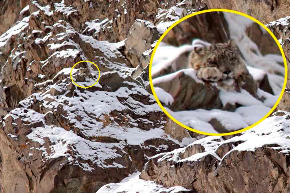 Optical Illusion Challenge: Can you find the Perfectly Camouflaged Snow ...