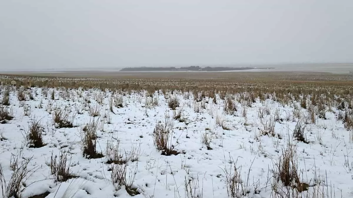 Find Hidden Animal in 9 Seconds