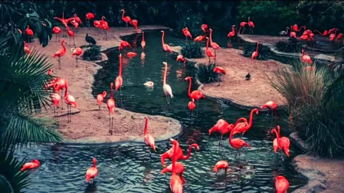 Find the hidden hippo!