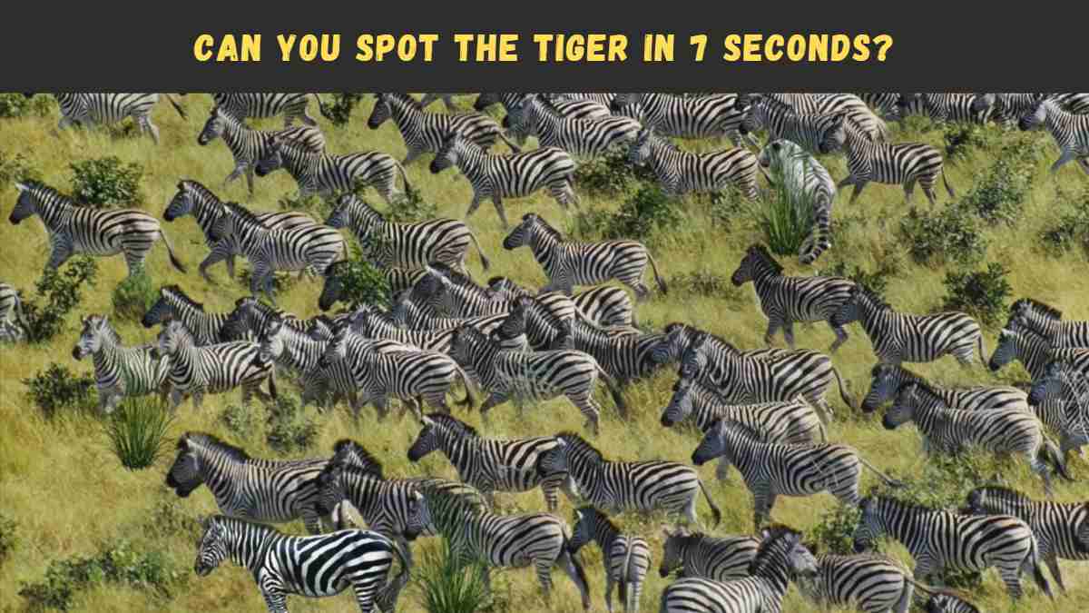 Optical Illusion Challenge: We Dare You To Spot The Tiger Hidden Among Zebras In 7 Seconds!